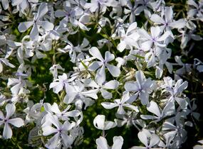 Plamenka rozkladitá 'May Breeze' - Phlox divaricata 'May Breeze'