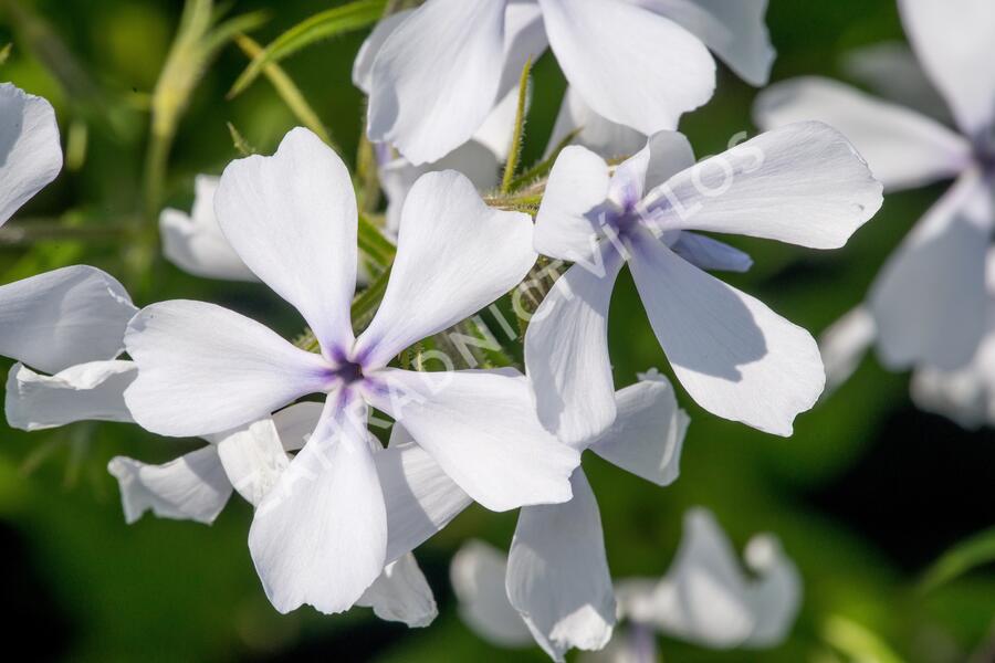 Plamenka rozkladitá 'May Breeze' - Phlox divaricata 'May Breeze'
