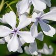 Plamenka rozkladitá 'May Breeze' - Phlox divaricata 'May Breeze'