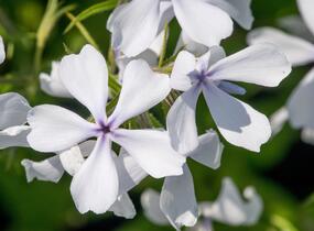 Plamenka rozkladitá 'May Breeze' - Phlox divaricata 'May Breeze'