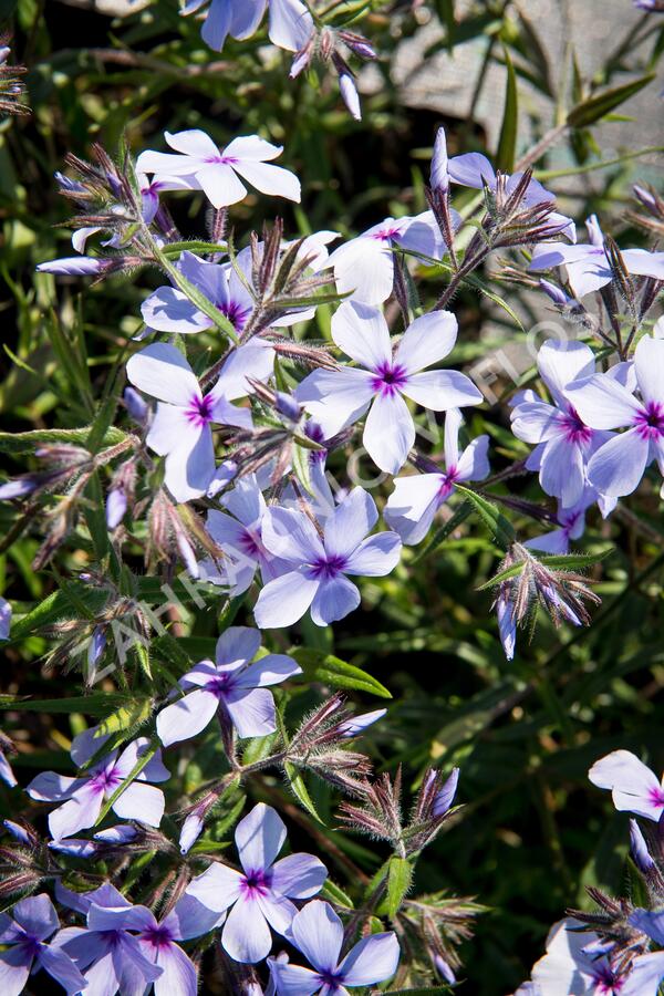 Plamenka rozkladitá 'Chattahoochee' - Phlox divaricata 'Chattahoochee'