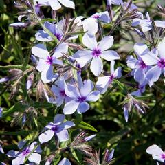 Plamenka 'Chattahoochee' - Phlox divaricata 'Chattahoochee'