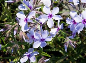Plamenka rozkladitá 'Chattahoochee' - Phlox divaricata 'Chattahoochee'