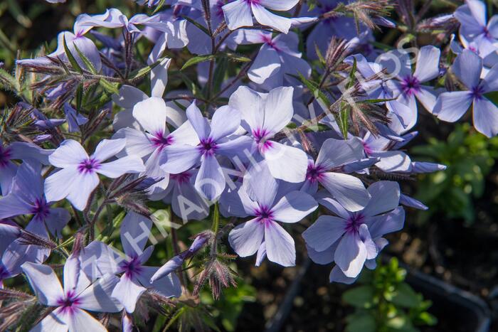 Plamenka rozkladitá 'Chattahoochee' - Phlox divaricata 'Chattahoochee'