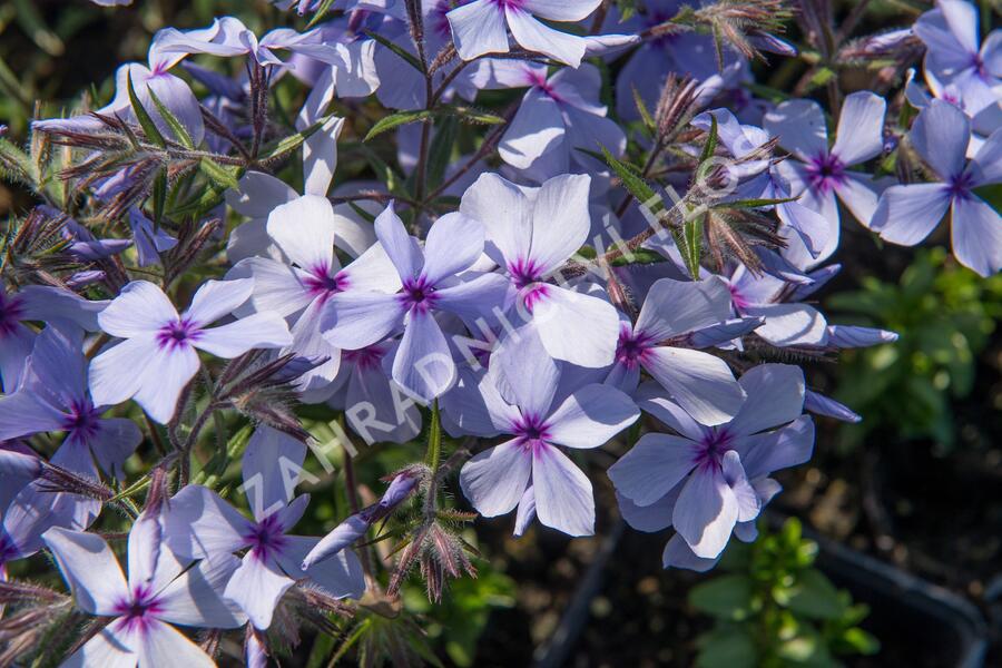 Plamenka rozkladitá 'Chattahoochee' - Phlox divaricata 'Chattahoochee'