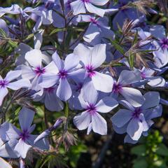 Plamenka rozkladitá 'Chattahoochee' - Phlox divaricata 'Chattahoochee'