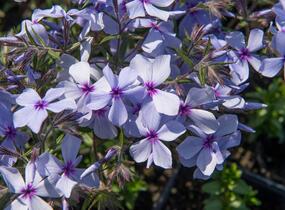 Plamenka rozkladitá 'Chattahoochee' - Phlox divaricata 'Chattahoochee'