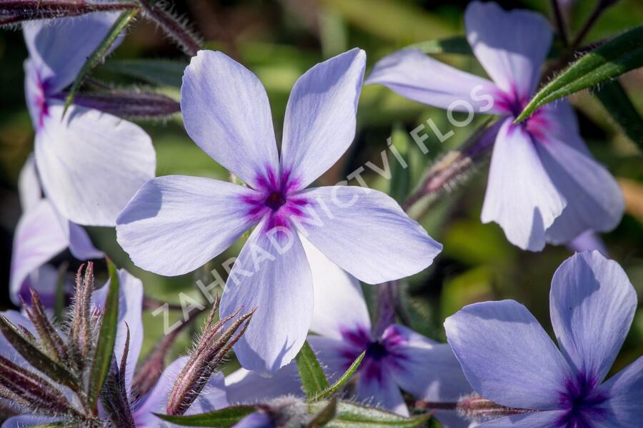 Plamenka rozkladitá 'Chattahoochee' - Phlox divaricata 'Chattahoochee'