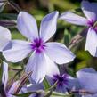 Plamenka rozkladitá 'Chattahoochee' - Phlox divaricata 'Chattahoochee'