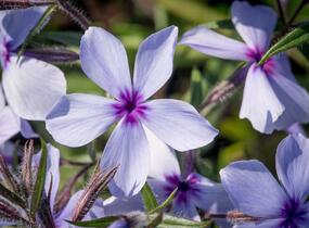 Plamenka rozkladitá 'Chattahoochee' - Phlox divaricata 'Chattahoochee'