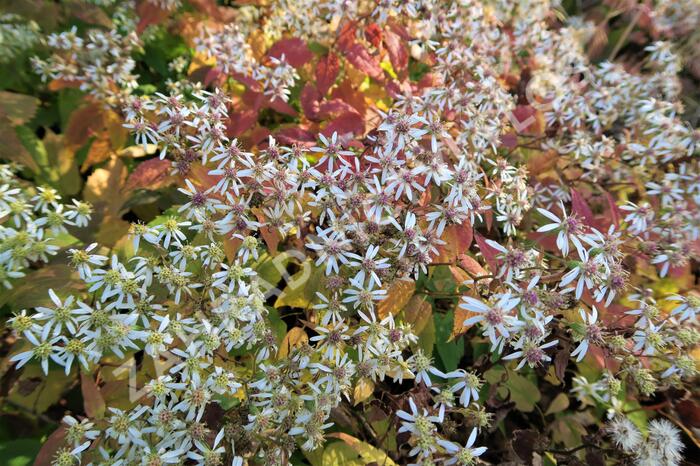 Hvězdnice 'Tradescant' - Aster divaricatus 'Tradescant'