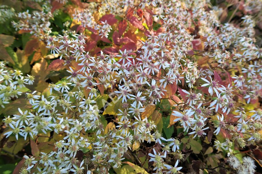 Hvězdnice 'Tradescant' - Aster divaricatus 'Tradescant'