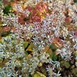 Hvězdnice 'Tradescant' - Aster divaricatus 'Tradescant'