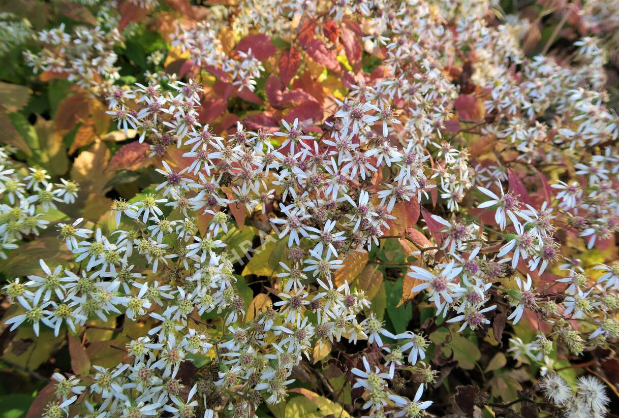 Hvězdnice rozkladitá 'Tradescant' - Aster divaricatus 'Tradescant'