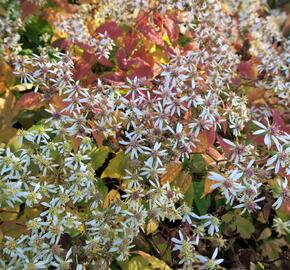 Hvězdnice 'Tradescant' - Aster divaricatus 'Tradescant'