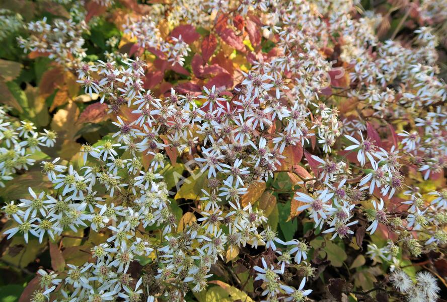 Hvězdnice rozkladitá 'Tradescant' - Aster divaricatus 'Tradescant'