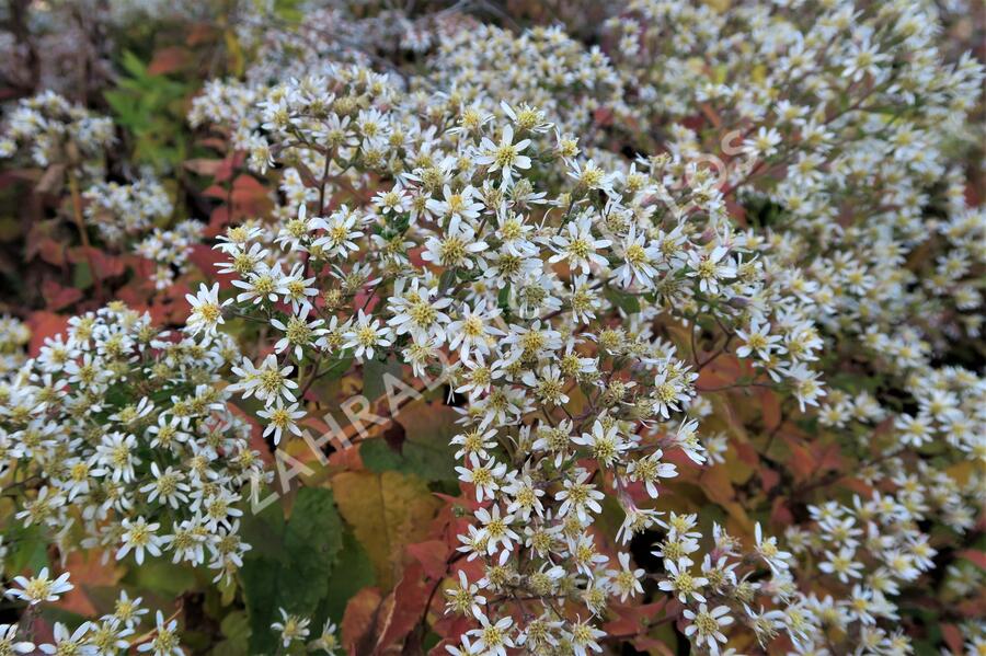 Hvězdnice 'Tradescant' - Aster divaricatus 'Tradescant'