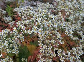 Hvězdnice rozkladitá 'Tradescant' - Aster divaricatus 'Tradescant'