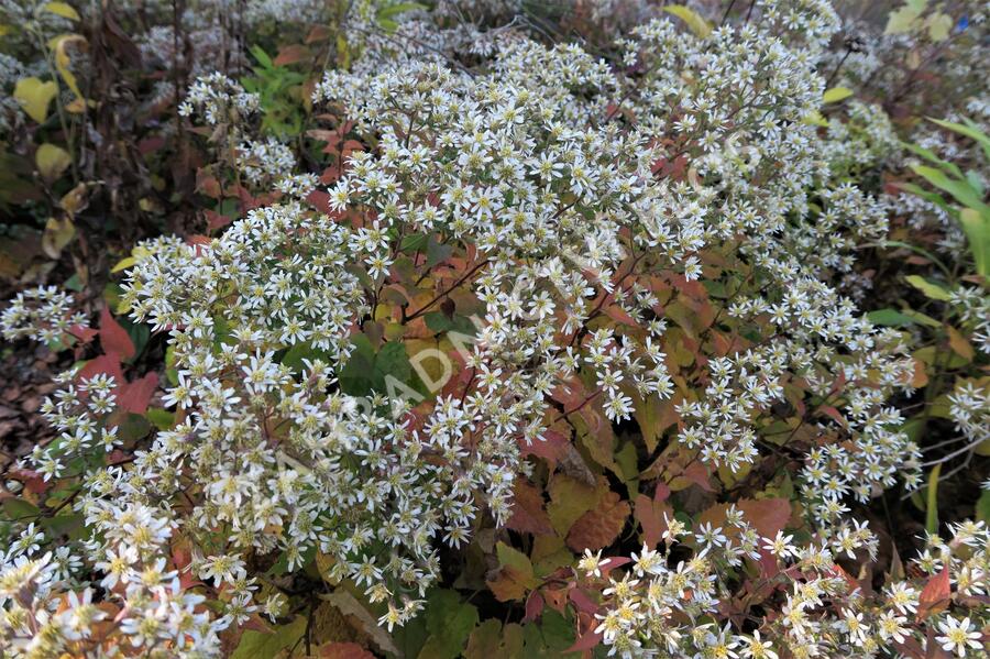 Hvězdnice 'Tradescant' - Aster divaricatus 'Tradescant'