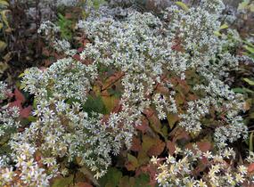 Hvězdnice rozkladitá 'Tradescant' - Aster divaricatus 'Tradescant'