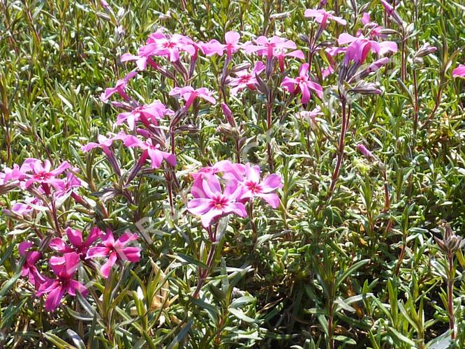 Plamenka šídlovitá 'Atropurpurea' - Phlox subulata 'Atropurpurea'