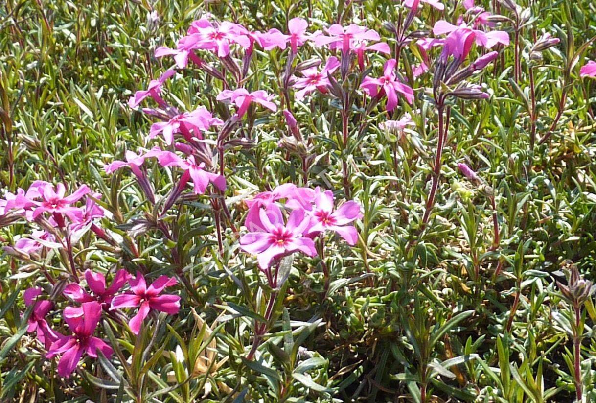 Plamenka šídlovitá 'Atropurpurea' - Phlox subulata 'Atropurpurea'