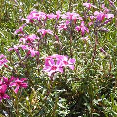 Plamenka šídlovitá 'Atropurpurea' - Phlox subulata 'Atropurpurea'