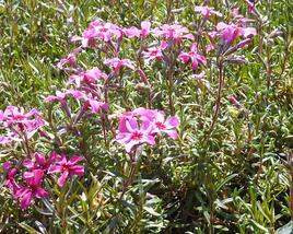 Plamenka šídlovitá 'Atropurpurea'