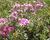 Plamenka šídlovitá 'Atropurpurea'