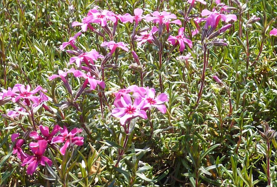 Plamenka šídlovitá 'Atropurpurea' - Phlox subulata 'Atropurpurea'