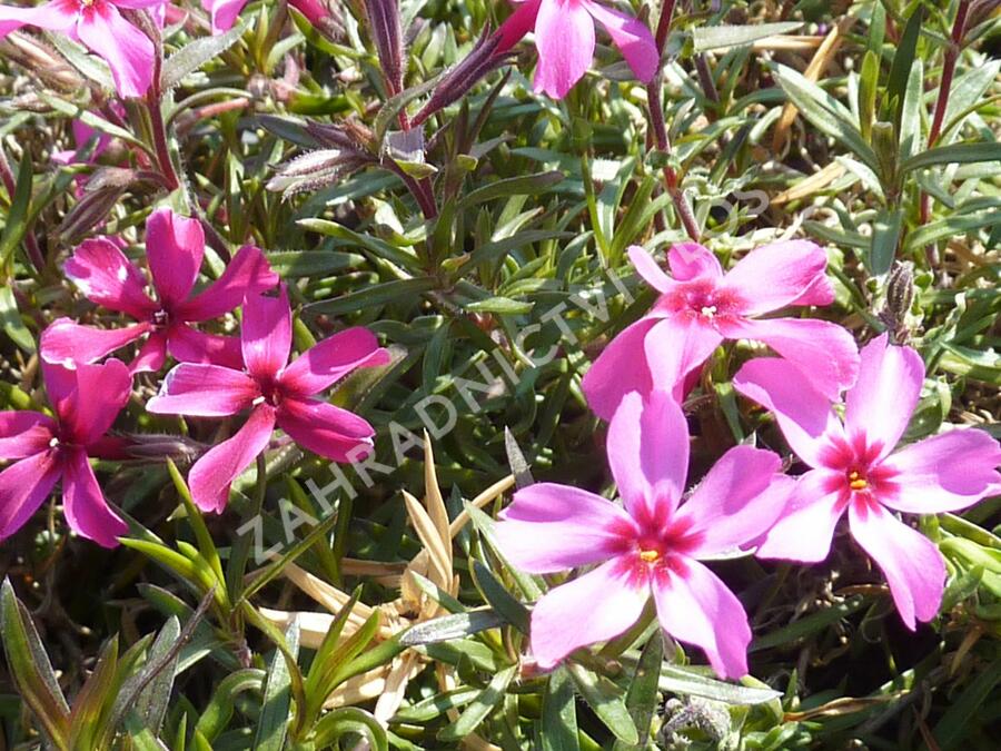 Plamenka šídlovitá 'Atropurpurea' - Phlox subulata 'Atropurpurea'