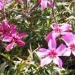 Plamenka šídlovitá 'Atropurpurea' - Phlox subulata 'Atropurpurea'