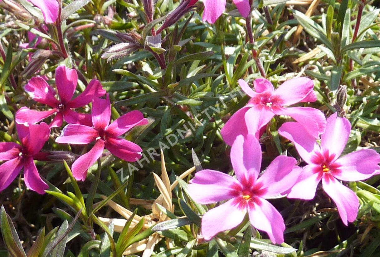 Plamenka šídlovitá 'Atropurpurea' - Phlox subulata 'Atropurpurea'