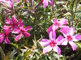 Plamenka šídlovitá 'Atropurpurea' - Phlox subulata 'Atropurpurea'