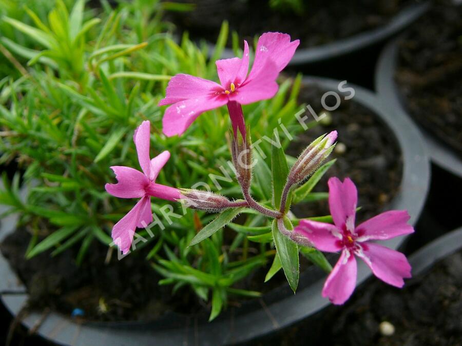 Plamenka šídlovitá 'Atropurpurea' - Phlox subulata 'Atropurpurea'
