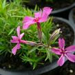 Plamenka šídlovitá 'Atropurpurea' - Phlox subulata 'Atropurpurea'