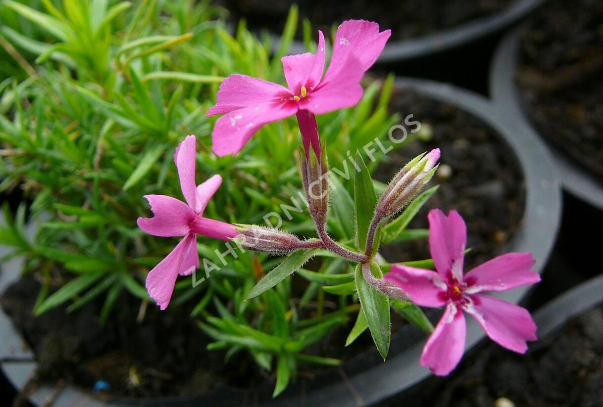 Plamenka šídlovitá 'Atropurpurea' - Phlox subulata 'Atropurpurea'