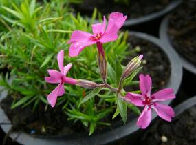 Plamenka šídlovitá 'Atropurpurea' - Phlox subulata 'Atropurpurea'