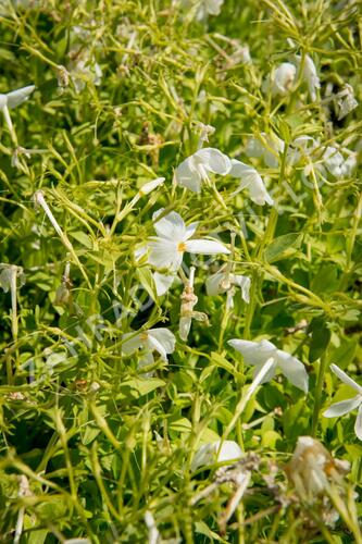 Plamenka 'Alba' - Phlox stolonifera 'Alba'