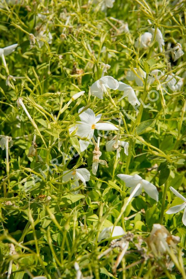 Plamenka 'Alba' - Phlox stolonifera 'Alba'