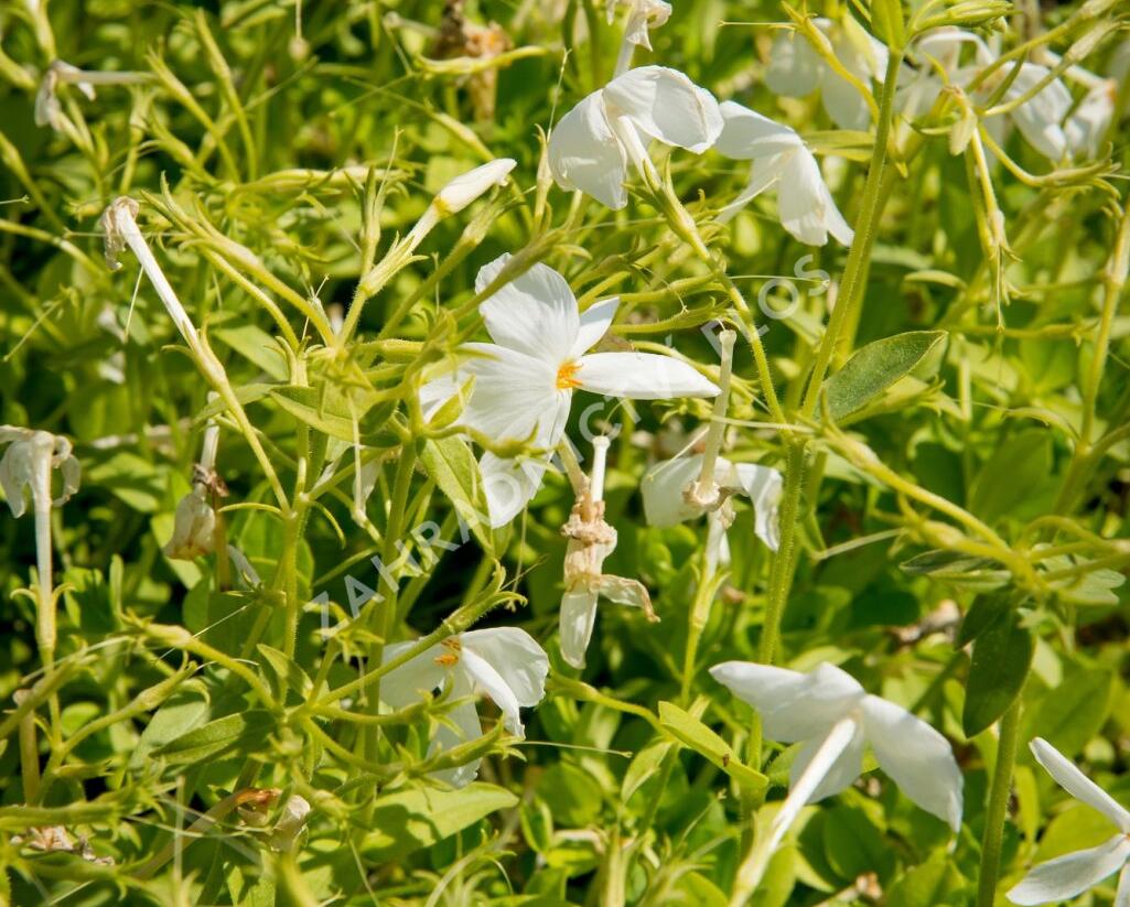 Plamenka výběžkatá 'Alba' - Phlox stolonifera 'Alba'