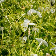 Plamenka 'Alba' - Phlox stolonifera 'Alba'