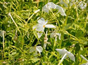 Plamenka výběžkatá 'Alba' - Phlox stolonifera 'Alba'