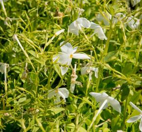 Plamenka 'Alba' - Phlox stolonifera 'Alba'