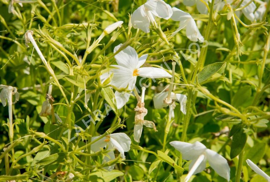 Plamenka výběžkatá 'Alba' - Phlox stolonifera 'Alba'