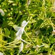 Plamenka 'Alba' - Phlox stolonifera 'Alba'