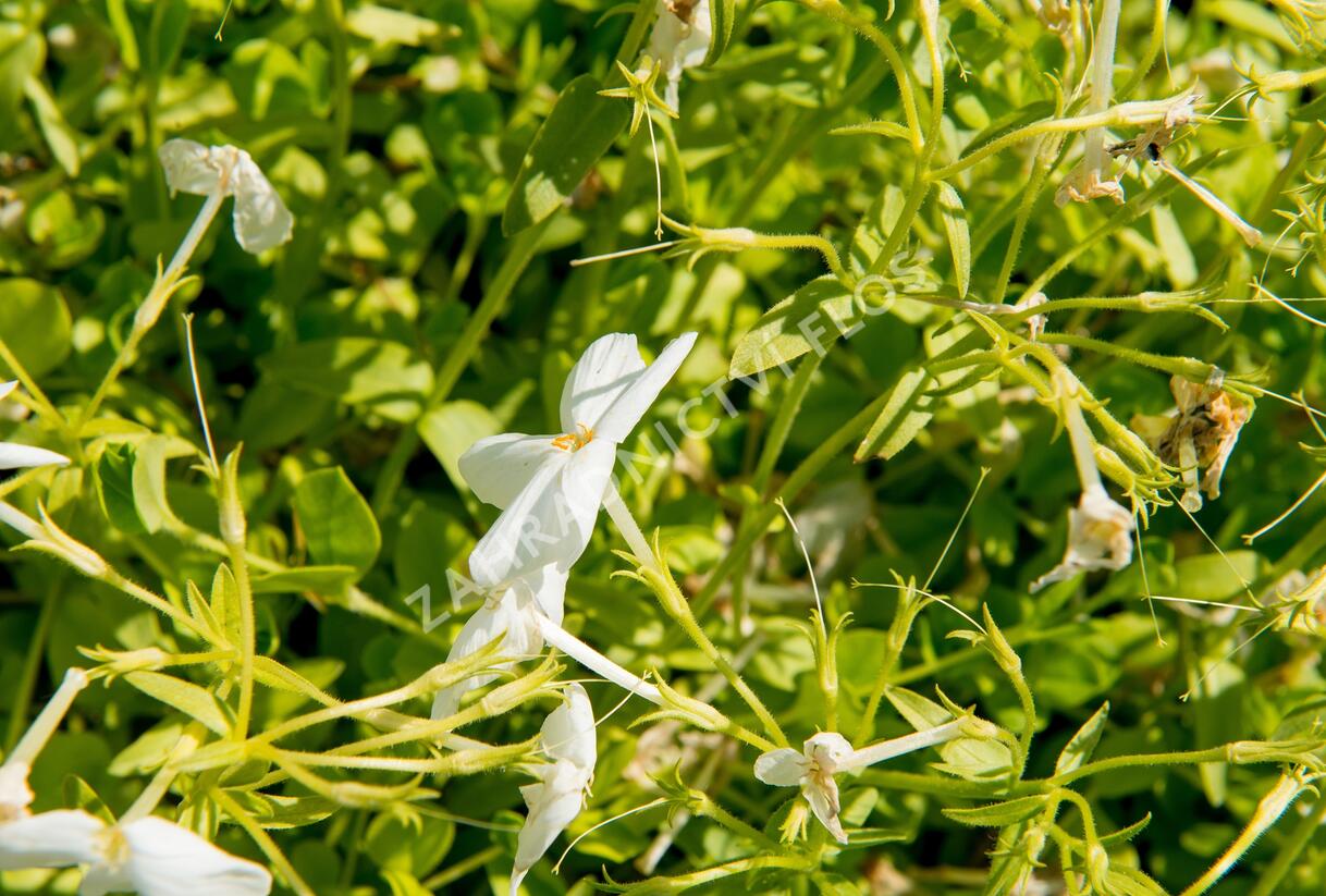 Plamenka výběžkatá 'Alba' - Phlox stolonifera 'Alba'
