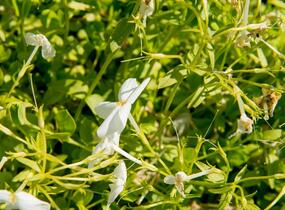 Plamenka výběžkatá 'Alba' - Phlox stolonifera 'Alba'
