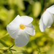 Plamenka 'Alba' - Phlox stolonifera 'Alba'