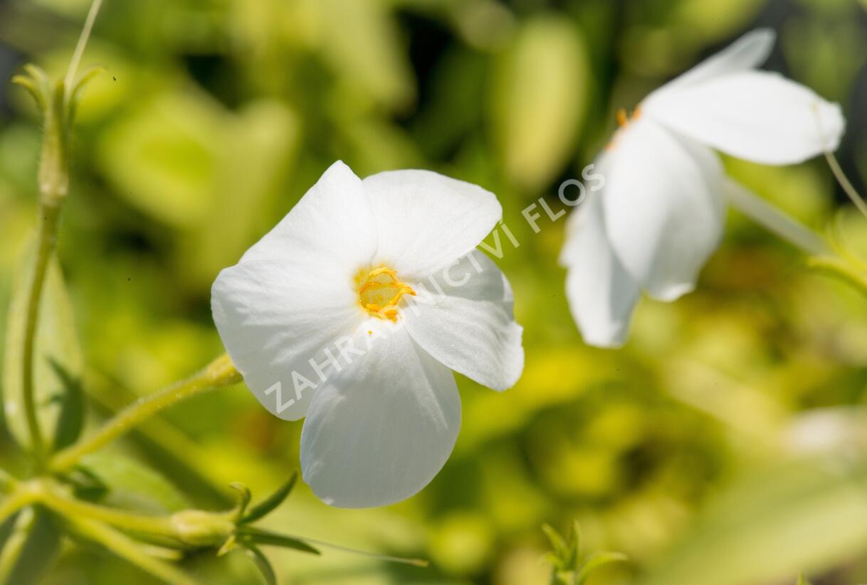 Plamenka výběžkatá 'Alba' - Phlox stolonifera 'Alba'